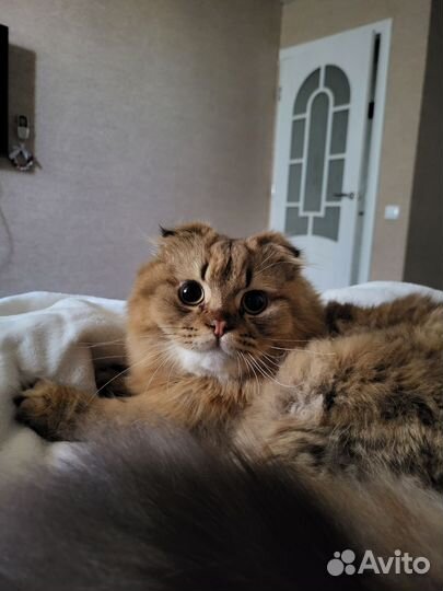 Ищем прекрасную кошечку для вязки