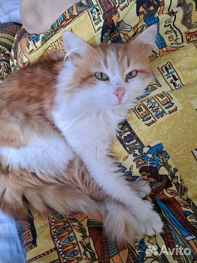 Пушистое счастье