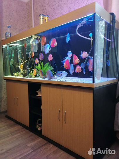 Аквариум Biodezing