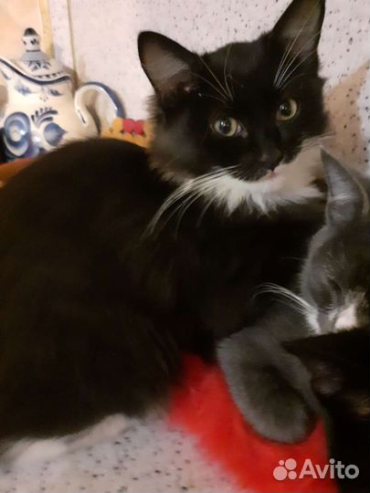 Кошка в дар бесплатно
