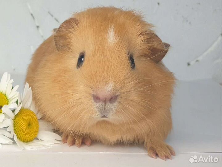 Морские свинки