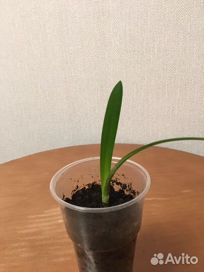 Гиппиаструм