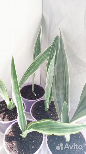 Сансевиерия Металлика сортовая