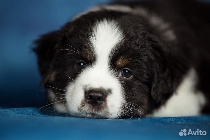 Щенок миниатюрной американской овчарки