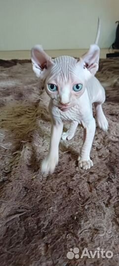 Кошечка сфинкс