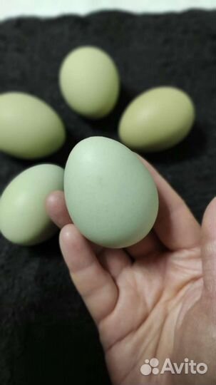 Инкубационные яйца Лакендайзи