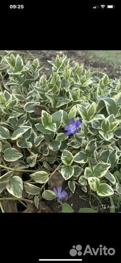 Ясколка(борец с сорняками) Сантолина,Барвинок