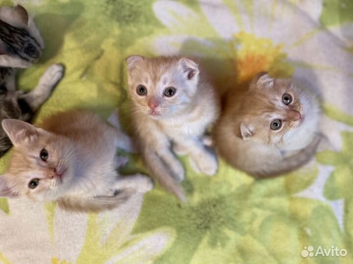 Британские котята