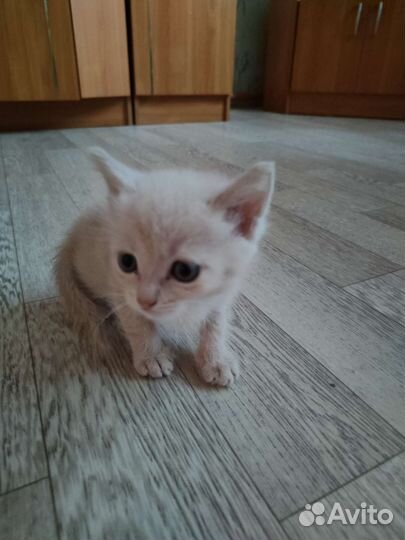 Одам котят в добрые руки