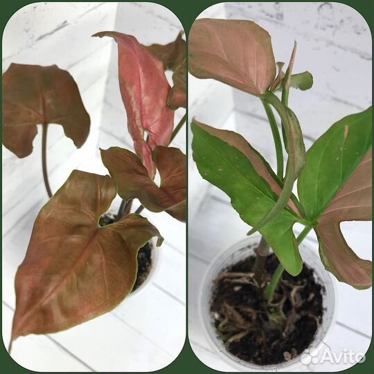 Мега-набор сингониумов + мох сфагнум в подарок