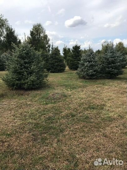 Туя западная Брабант, крупномер