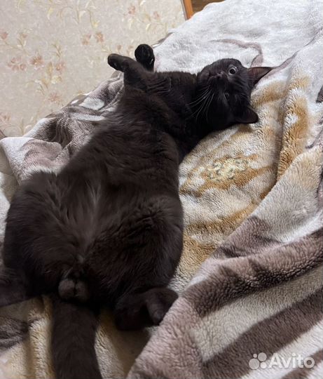 Шотландский кот вязка