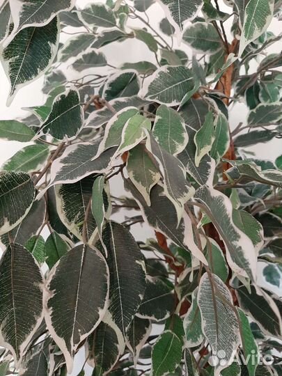 Искусственное растение Фикус Бенджамина