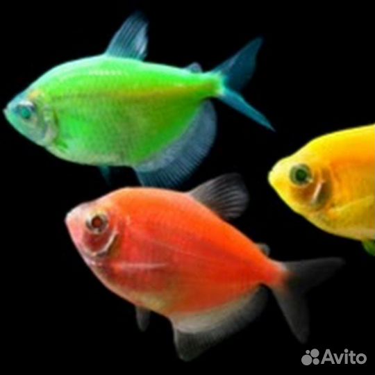 Аквариумные рыбки.обновление
