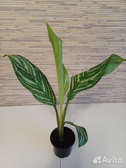 Аглаонема Stripes