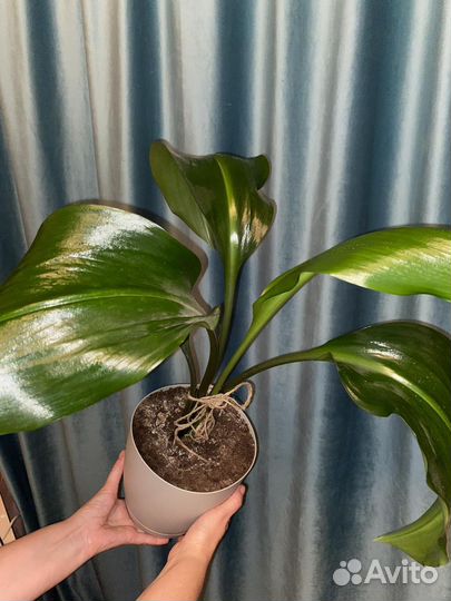 Эухарис амазонская лилия