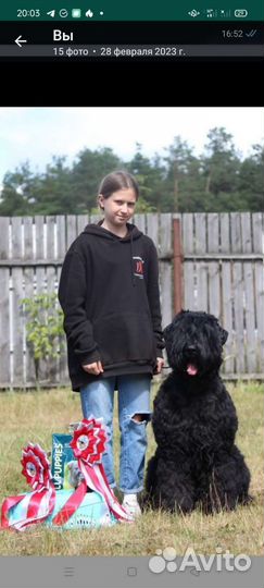 Щенок Черный Русский Терьер