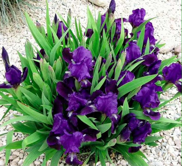 Лилельник, карликовые ирисы, астра многолетние, ла