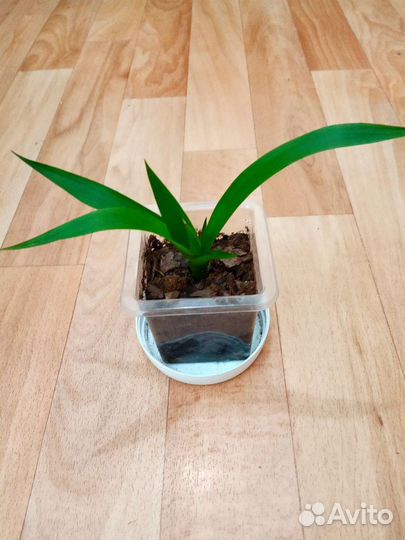 Бромелия, гузмания