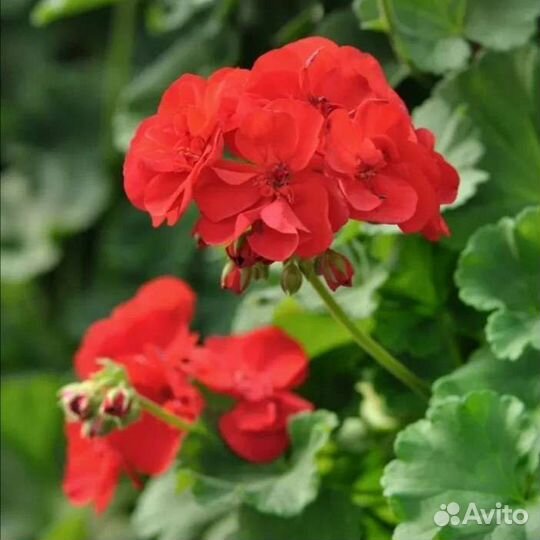 Пеларгония герань