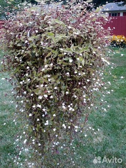 Традесканция гибазис 