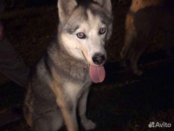 Сибирский хаски