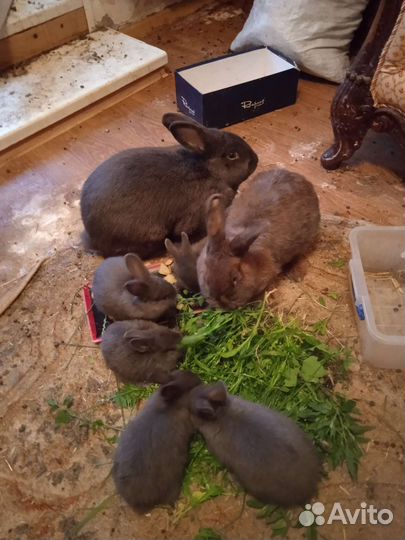 Продам семейку породистых кроликов