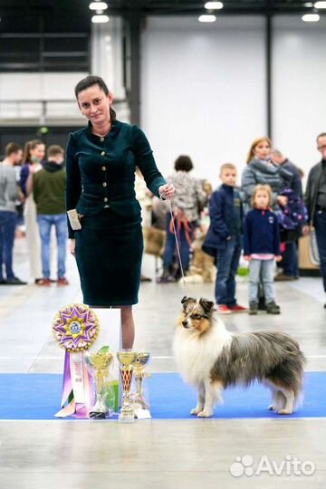 Хендлер, подготовка и показ собак на выставках