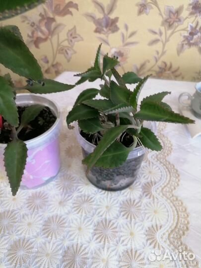 Каланхоэ Дегремона, лечебное