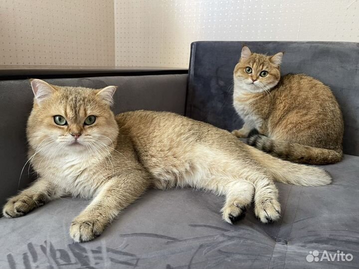 Британская шиншилла