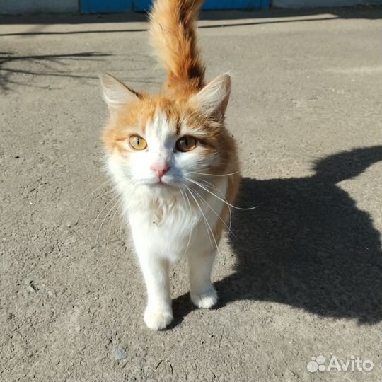 Кот в добрые руки