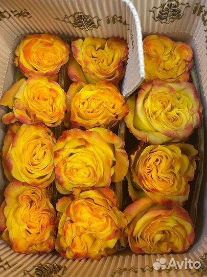 Роза с доставкой Эквадор, Голландия