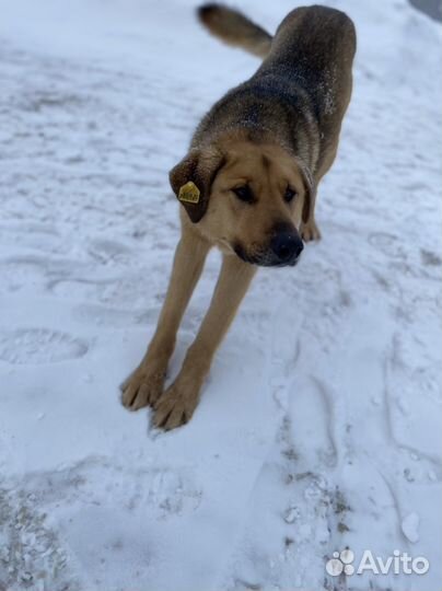 Собака в добрые руки