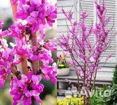 Саженцы декоративных ланшафтных Экзотов