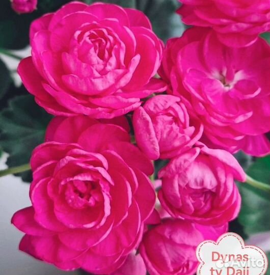 Пеларгония(герань)сортовая