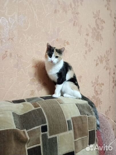 Кошечка в добрые руки
