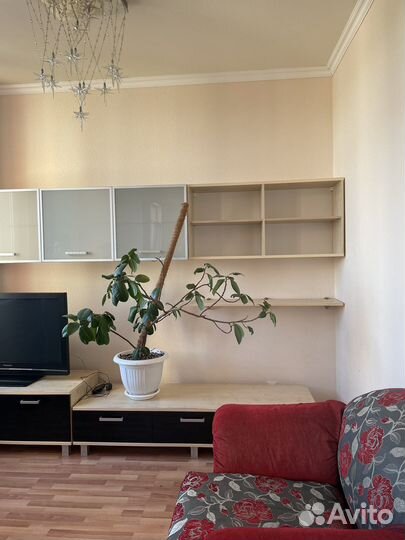 Фикус в горшке 1,5 метра