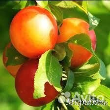 Шарафуга на Урале