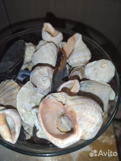 Ваза с ракушками