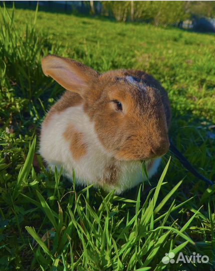 Няня для питомца