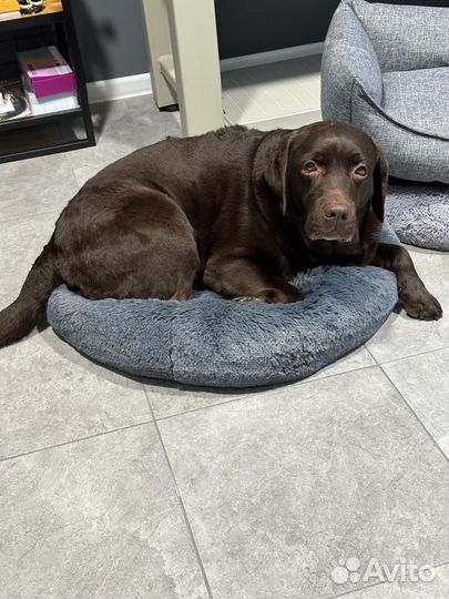 Передержка животных/Зоогостиница