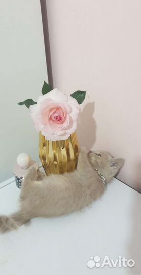 Котёнок