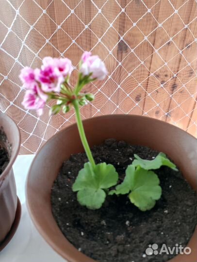 Герань пеларгония низкорослые и обычные