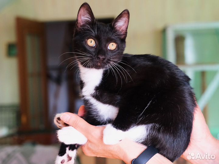 Удивительный, ласковый чёрно-белый котёнок 4 мес