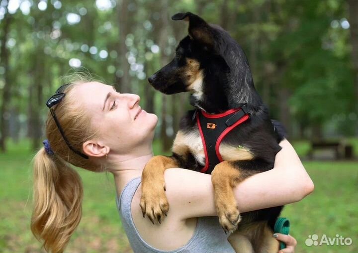 Щенок в добрые руки