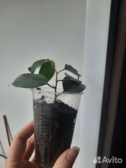 Фикус бенджамина