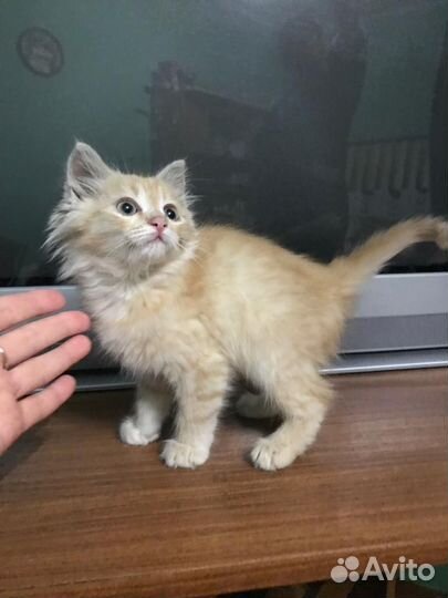 Котята в дар