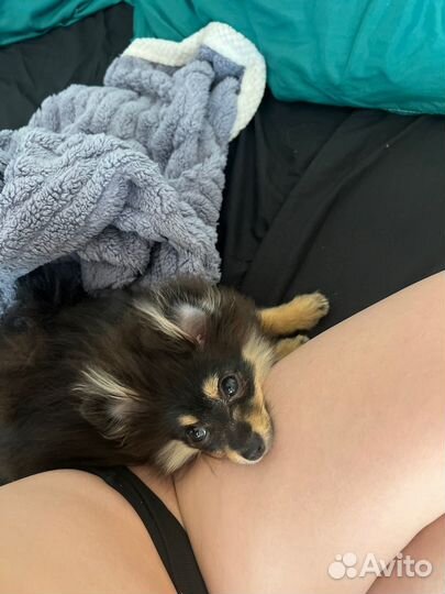 Померанский шпиц