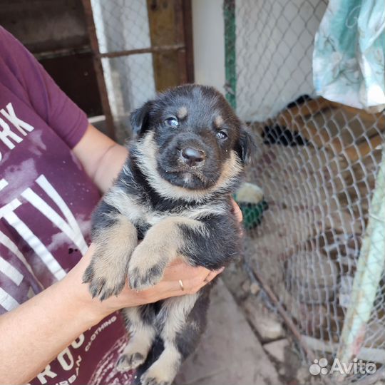 Щенки немецкой овчарки