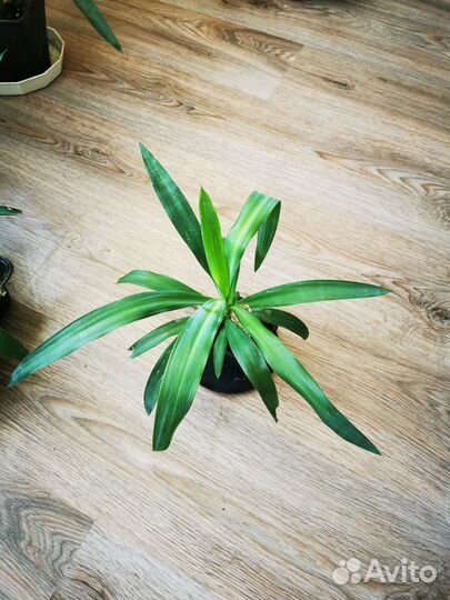 Юкка пальма, алое столетник комнатные цветы